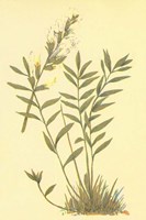 Oxytropis Lamberti Fine Art Print