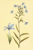 Palmerella Debillis Serratta Fine Art Print