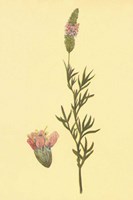 Praire Clover Fine Art Print