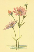 Sea Pink Fine Art Print