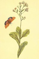 Sedum Telephium Fine Art Print