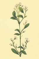 Service Berry and Shad Bush Fine Art Print