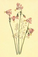 Shooting Star Fine Art Print