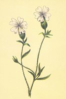 Silene Vulgaris Fine Art Print