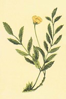 Silver Weed Fine Art Print