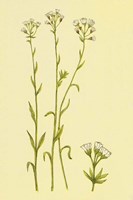 Smooth Rock Cress Fine Art Print