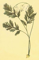 Squirrel Corn Fine Art Print