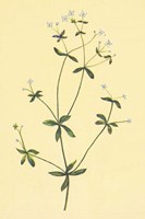 Sweet Scented Bedstraw Fine Art Print