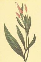 Water Knotweed Fine Art Print