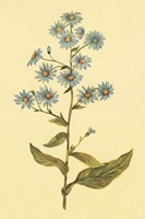 Wavy Leaved Aster Fine Art Print