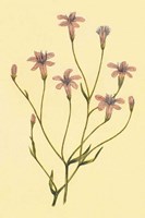 Wheeler's Chaetadelpha Fine Art Print