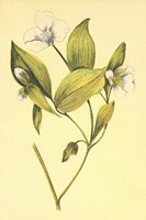 Wild Mock Fine Art Print