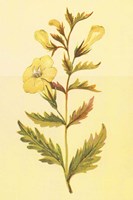 Yellow Fox Glove Fine Art Print