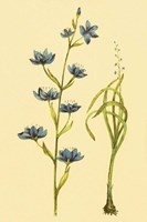 Zygadenus Fine Art Print