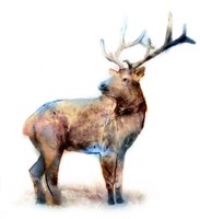 Elk Fine Art Print