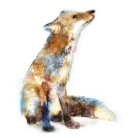 Fox Fine Art Print