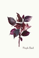 Purple Basil Fine Art Print