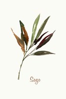 Wild Sage Framed Print