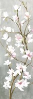 Budding Magnolia I Framed Print