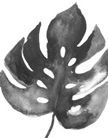 BW Palm II Framed Print