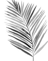 BW Palm IV Framed Print