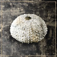 Marble Shell Series I Fine Art Print