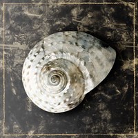 Marble Shell Series II Fine Art Print