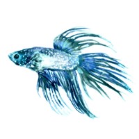 Fish IV Framed Print