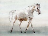 White Horse Fine Art Print