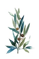 Olive Branch I Framed Print