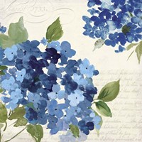 Hampton Hydrangea I Fine Art Print