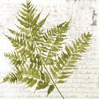 Fern I Fine Art Print