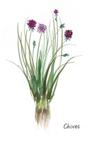 Chives Framed Print