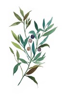 Olive I Framed Print