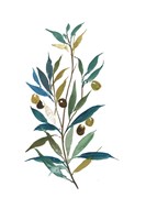 Olive II Framed Print
