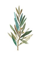 Olive III Framed Print