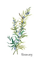 Rosemary II Fine Art Print