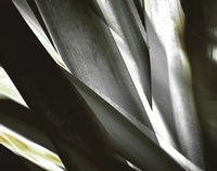 Transparent Fine Art Print