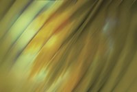 Tie Dye III Framed Print