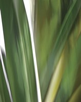 Organic IV Framed Print