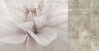 Softness Fine Art Print
