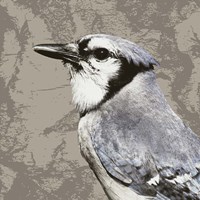 Feathered III Framed Print