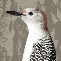 Feathered IV Framed Print