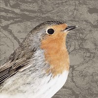 Feathered V Framed Print