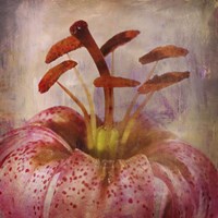 Lovily Lily I Fine Art Print