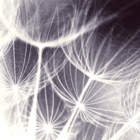 Blown Away Fine Art Print