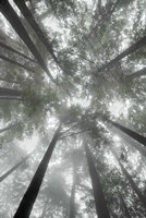 Fir Trees I Bright Fine Art Print