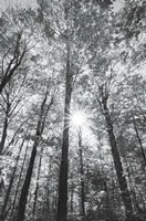 Autumn Forest I BW Fine Art Print