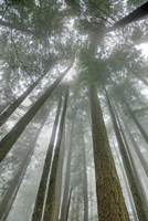 Fir Trees II Fine Art Print