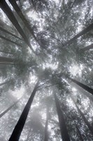 Fir Trees I Fine Art Print